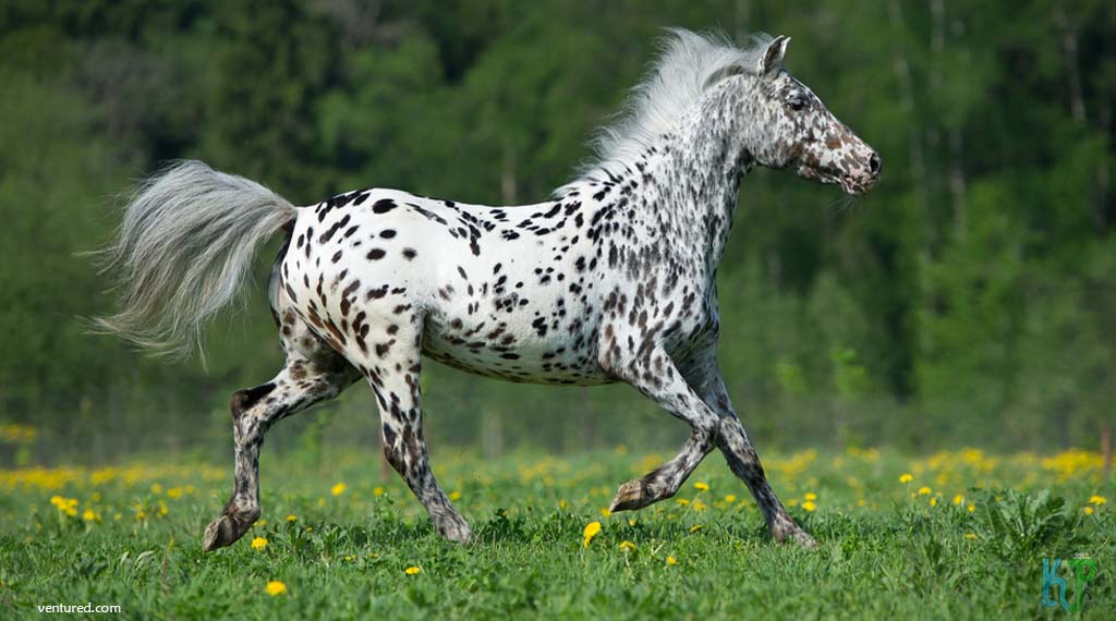 Appaloosa - Most Expensive Horse Breeds In The World