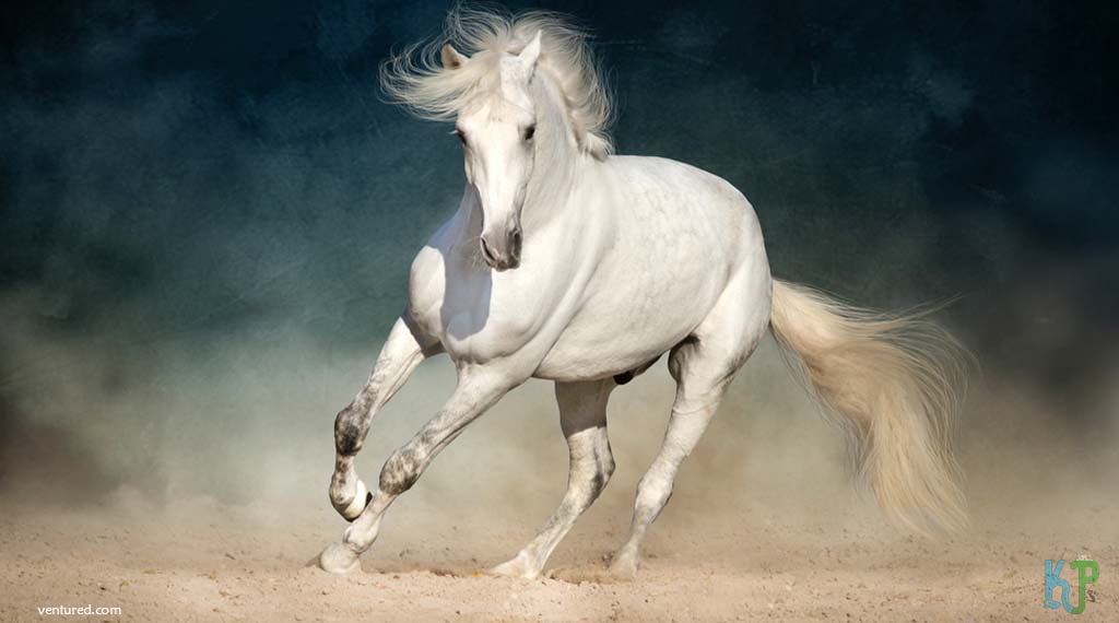 Arabian - Most Expensive Horse Breeds In The World