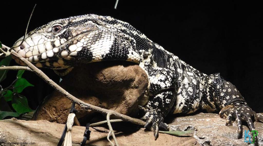 Argentine Black and White Tegu - Types Of Tegu Lizards Species