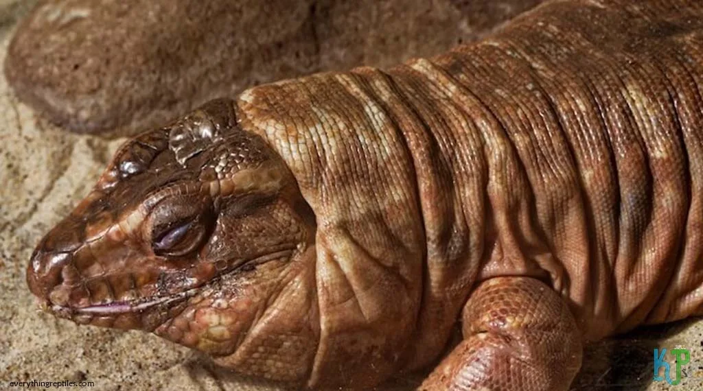 Top 9 Types Of Tegu Lizards Species Argentine Red - Types Of Tegu Lizards Species