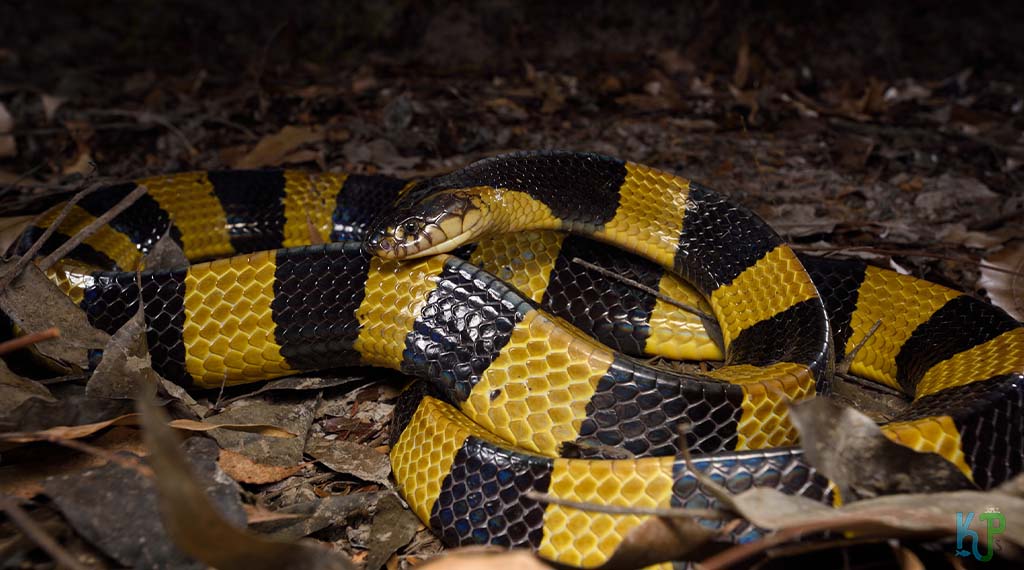 Banded Krait (Bungarus Fasciatus) - Most Venomous Snakes