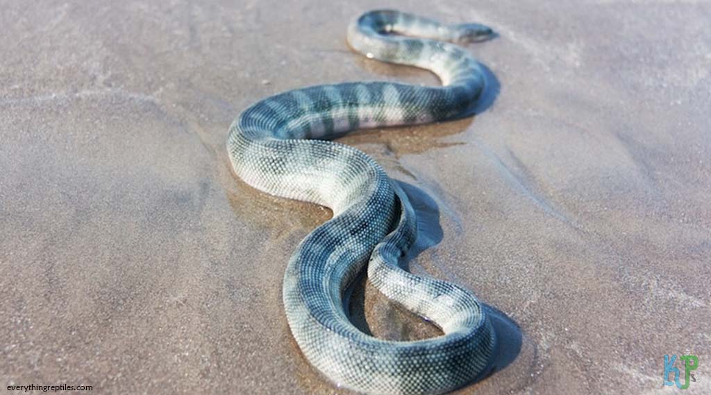 Beaked Sea Snake (Hydrophis Schistosus) - Most Venomous Snakes