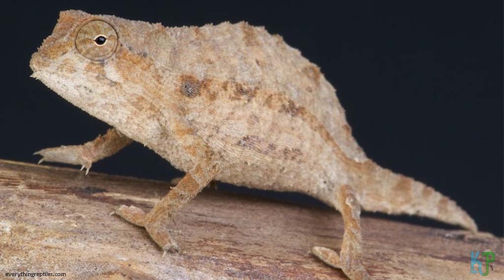Bearded Pygmy - Best Pet Chameleon Types for Reptile Lovers
