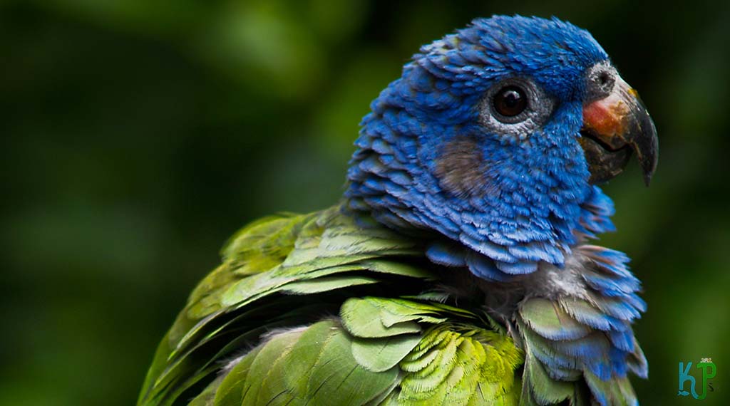 Becoming A Pionus Parrot Owner
