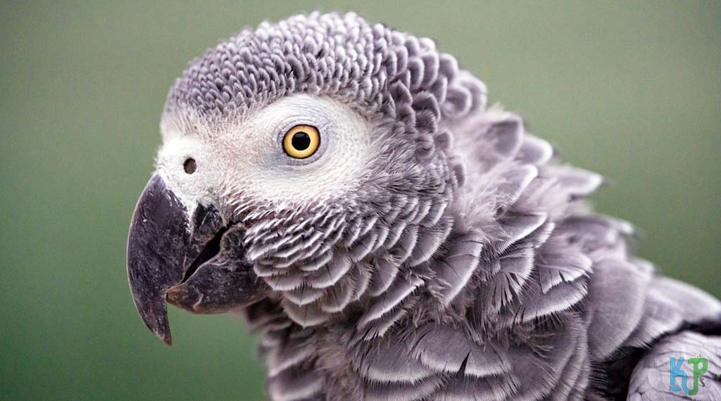 Behavior And Personality Of An African Grey Parrot