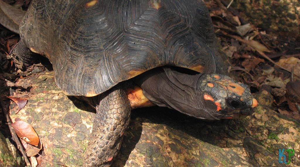 Behaviors And Habits Of A Red-Footed Tortoise