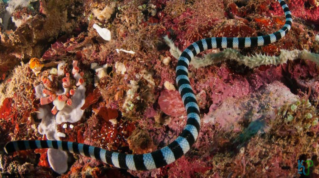 Belcher’s Sea Snake (Hydrophis Belcheri) - Most Venomous Snakes