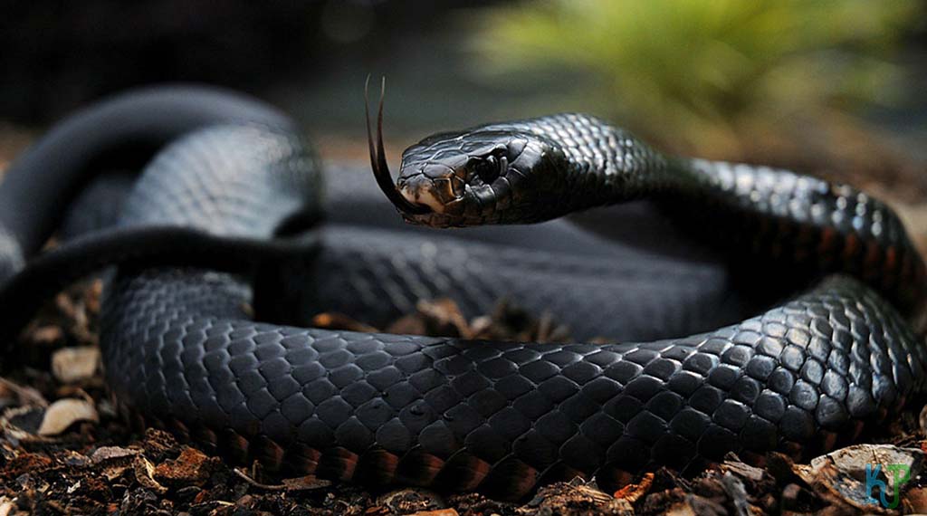 Black Mamba (Dendroaspis Polylepis) - Most Venomous Snakes