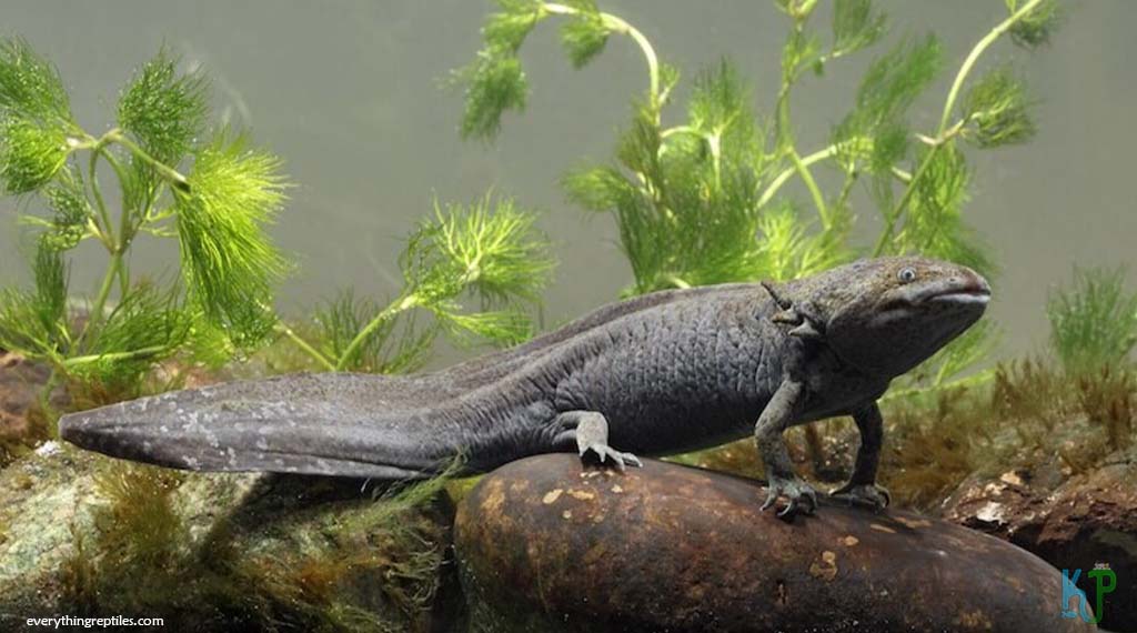 Black Melanoid - Types of Axolotl Morphs and Their Stunning Colors