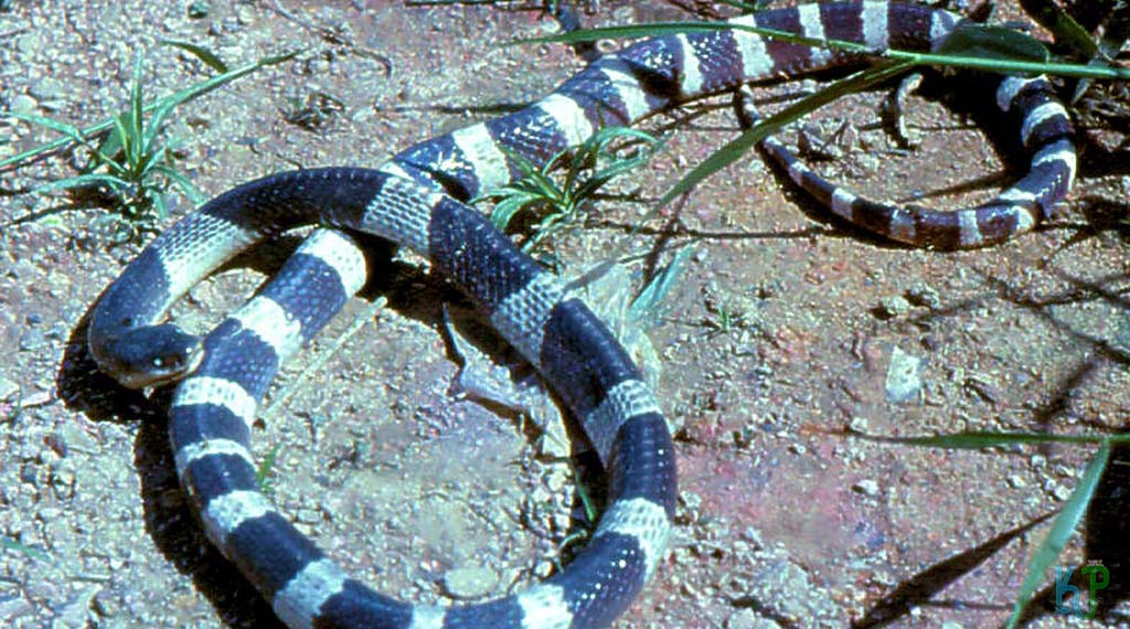 Blue Krait (Bungarus Candidus) - Most Venomous Snakes