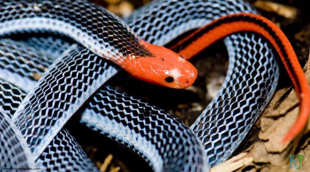 Blue Malayan Coral Snake (Calliophis bivirgatus Ssp) - Most Venomous Snakes