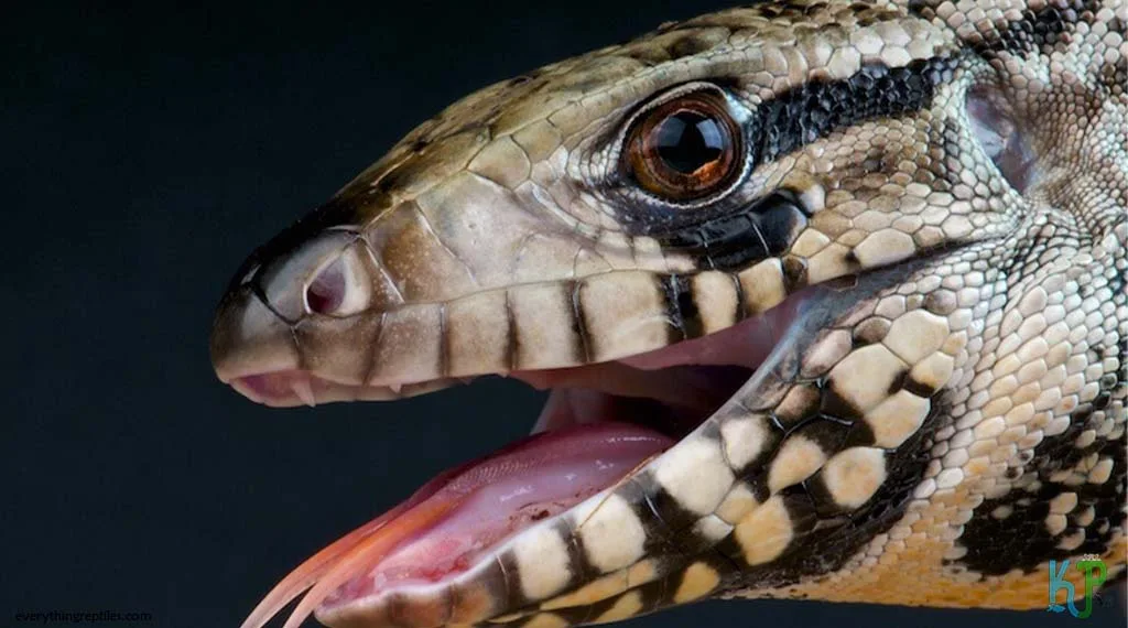 Top 9 Types Of Tegu Lizards Species Blue Tegu - Types Of Tegu Lizards Species
