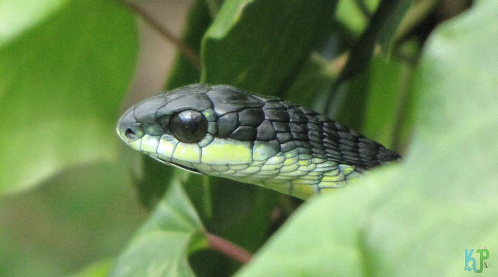 Boomslang (Dispholidus Typus Ssp) - Most Venomous Snakes