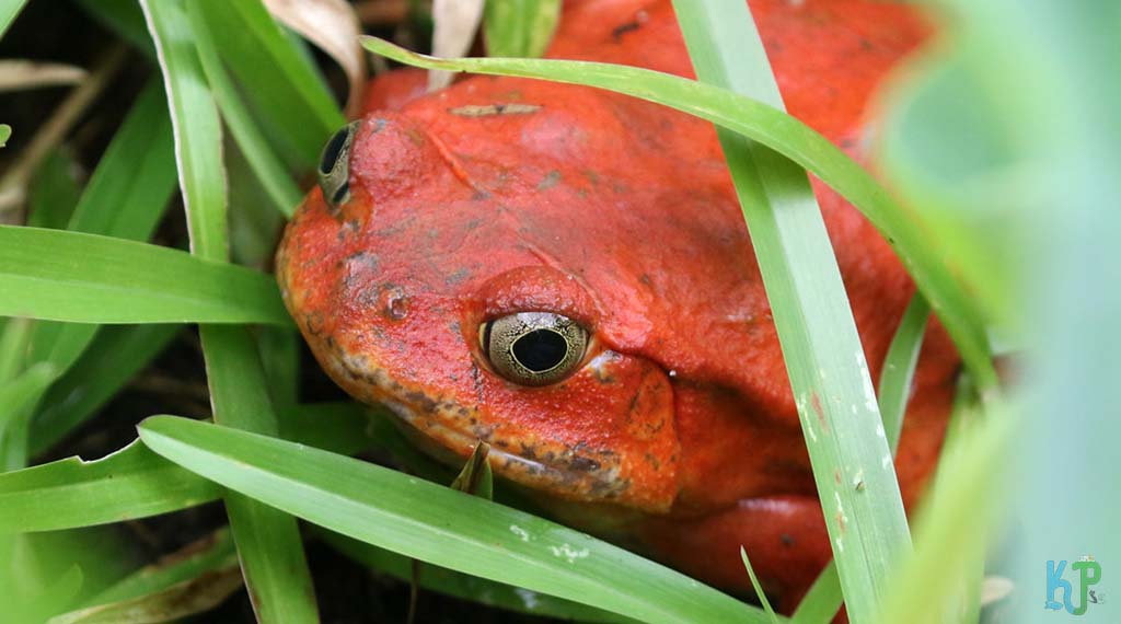 Buying A Tomato Frog