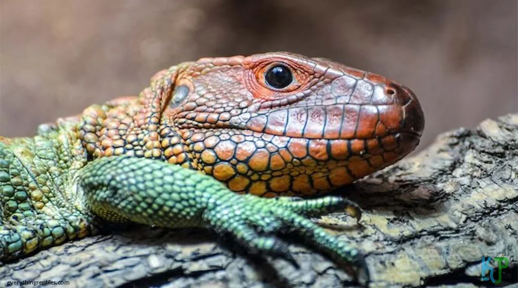 Top 9 Types Of Tegu Lizards Species Caiman Lizard - Types Of Tegu Lizards Species