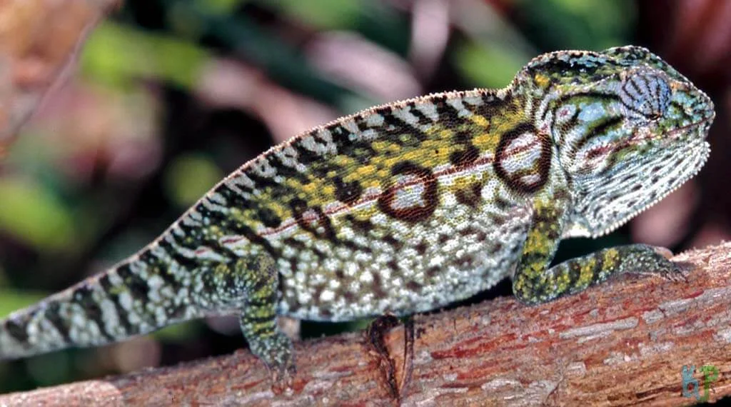 Top 17 Best Pet Chameleon Types For Reptile Lovers Carpet - Best Pet Chameleon Types for Reptile Lovers