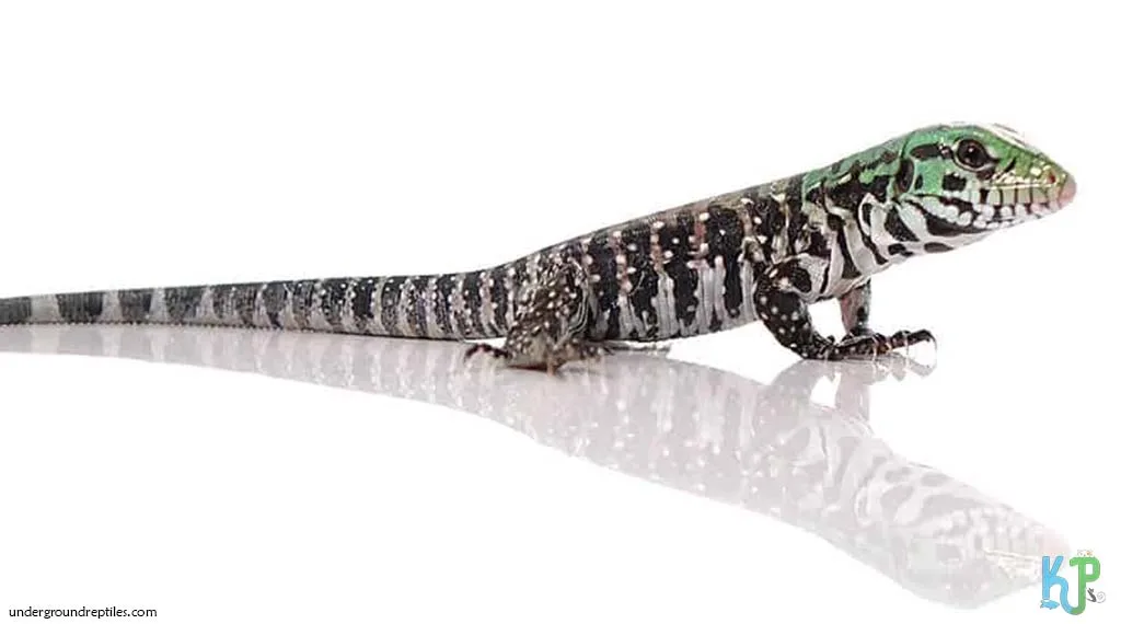 Top 9 Types Of Tegu Lizards Species Chacoan White Headed - Types Of Tegu Lizards Species