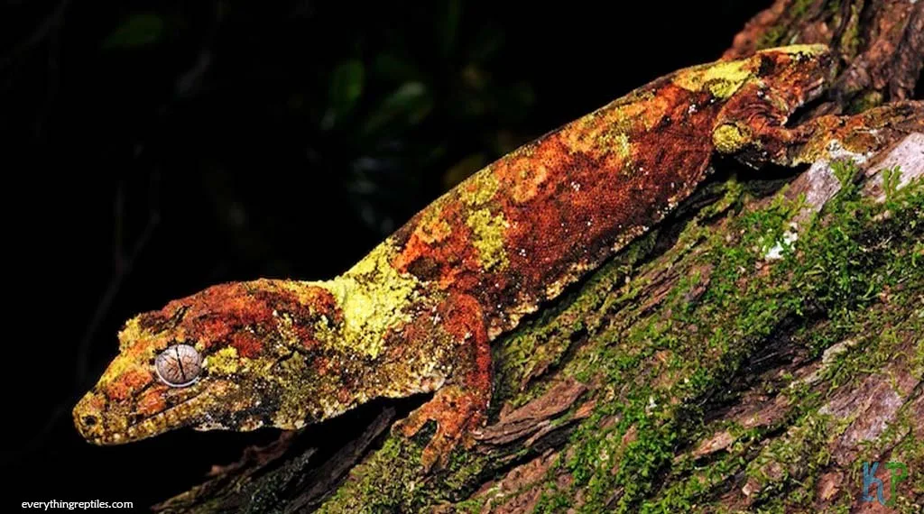 Top 15 Best Pet Gecko Types For Reptile Lovers Chahoua Gecko - Best Pet Gecko Types for Reptile Lovers