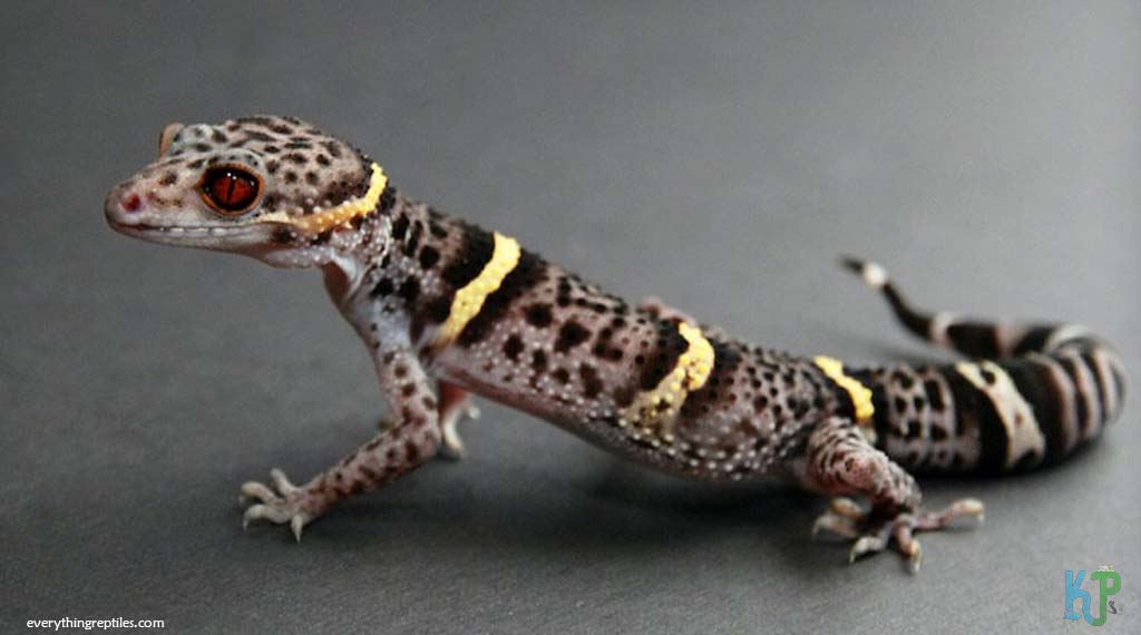 Chinese Cave Gecko - Best Pet Gecko Types for Reptile Lovers