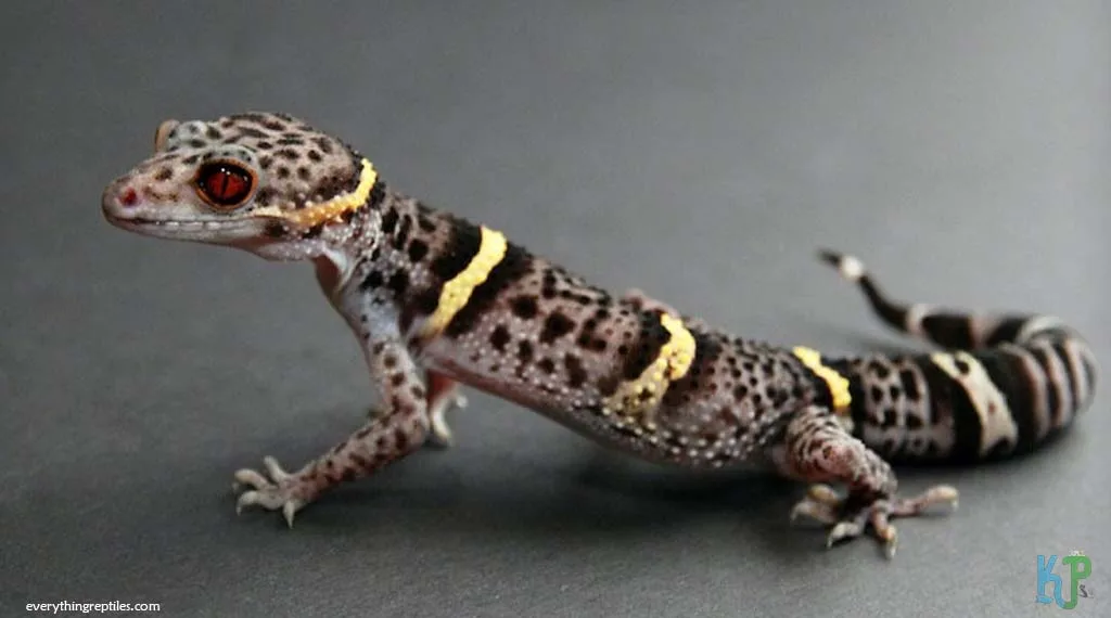 Top 15 Best Pet Gecko Types For Reptile Lovers Chinese Cave Gecko - Best Pet Gecko Types for Reptile Lovers