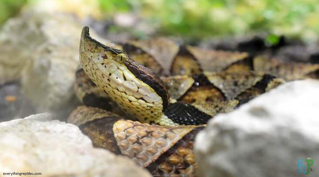 Chinese Copperhead (Deinagkistrodon Acutus) - Most Venomous Snakes