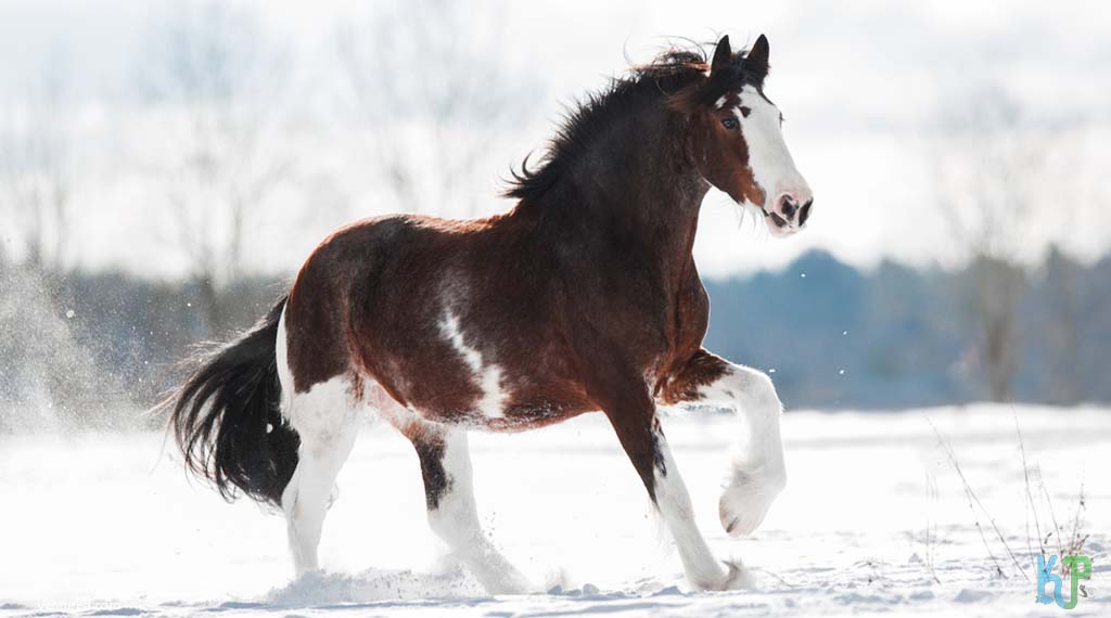 Clydesdale - Most Expensive Horse Breeds In The World
