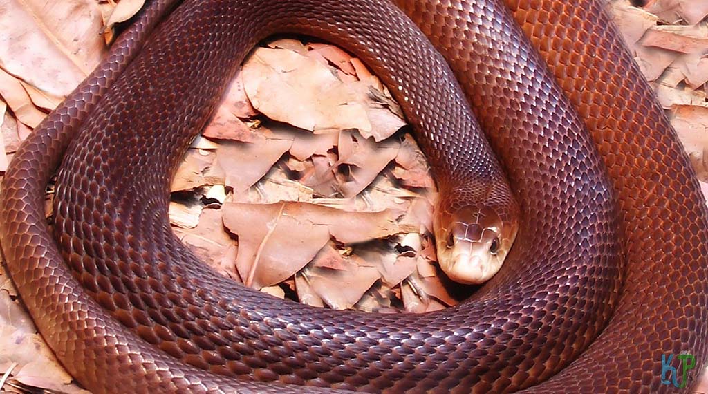 Coastal Taipan (Oxyuranus Scutellatus) - Most Venomous Snakes