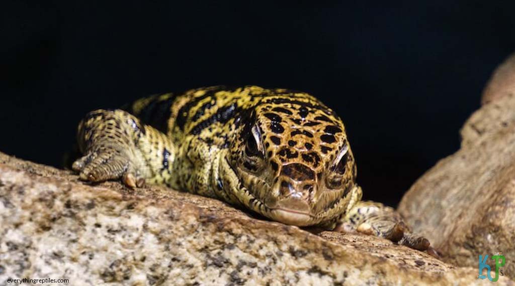 Colombian Gold Tegu - Types Of Tegu Lizards Species