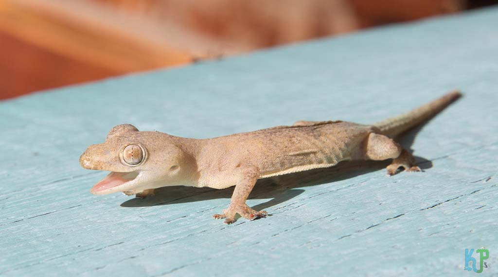 Common House Gecko - Best Pet Gecko Types for Reptile Lovers