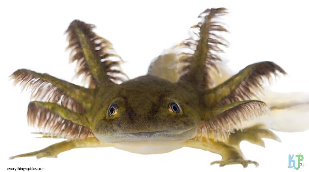 Copper - Types of Axolotl Morphs and Their Stunning Colors