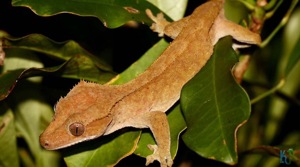 Crested Gecko - Best Pet Gecko Types for Reptile Lovers