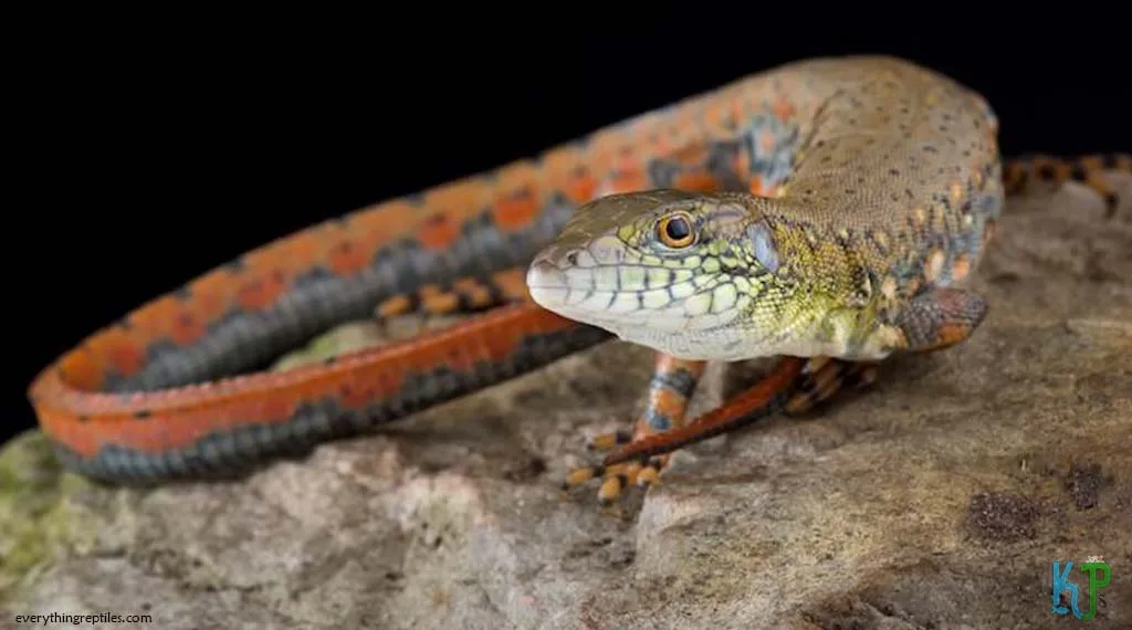Top 9 Types Of Tegu Lizards Species Crocodile Tegu - Types Of Tegu Lizards Species
