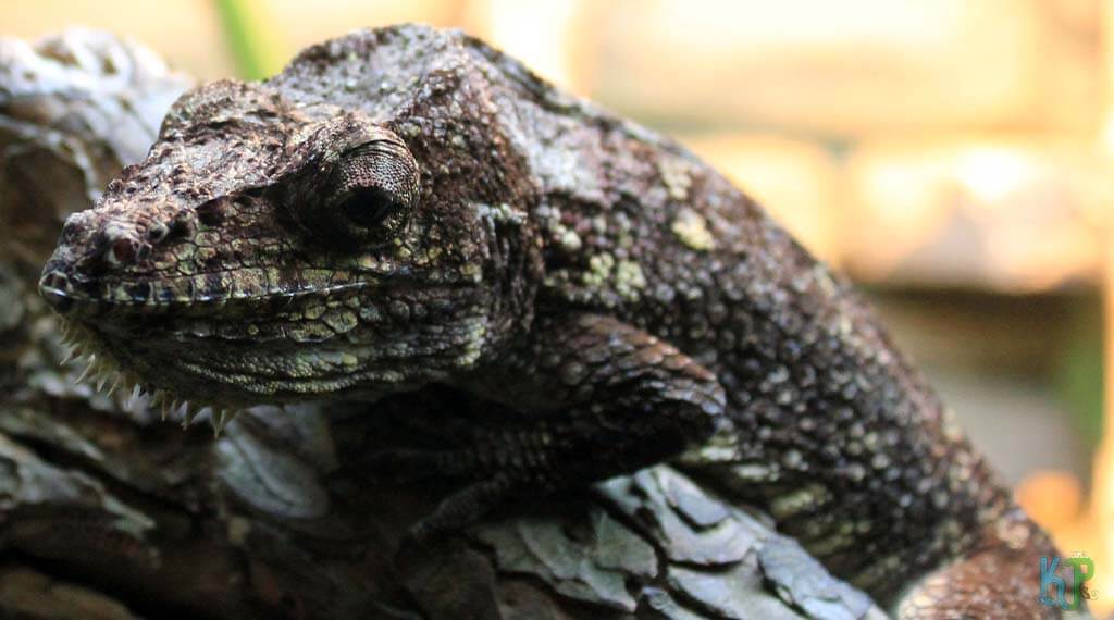 Cuban False - Best Pet Chameleon Types for Reptile Lovers