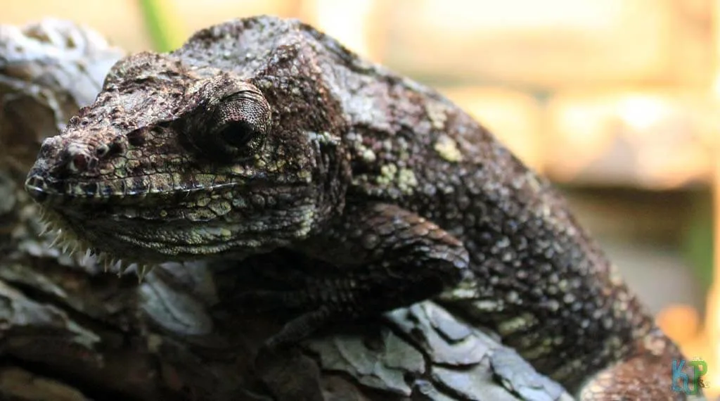 Top 17 Best Pet Chameleon Types For Reptile Lovers Cuban False - Best Pet Chameleon Types for Reptile Lovers