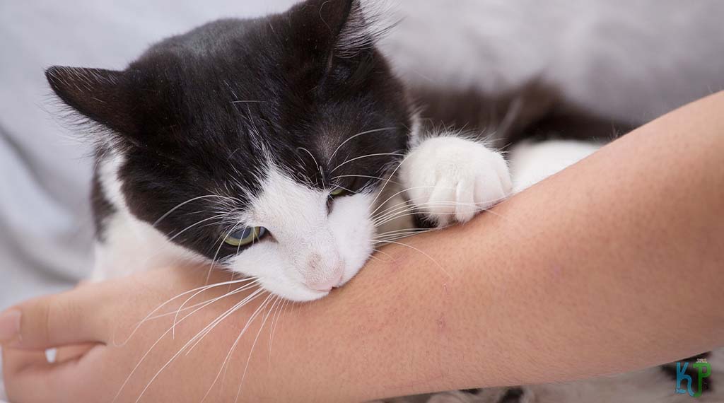 Diabetes Detector - Cats Who Have Heroically saved the humans they loved