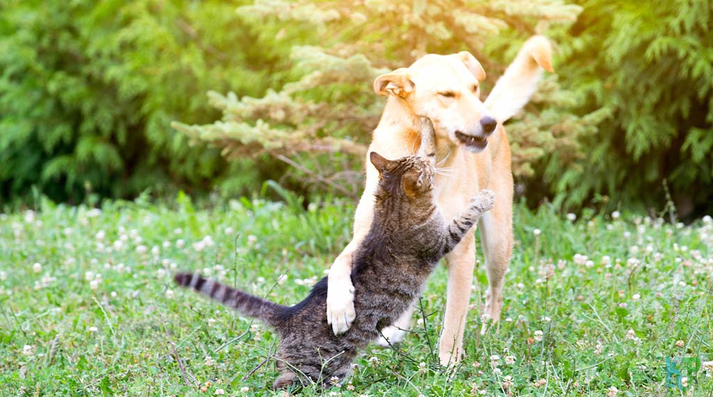Dog Fighter - Cats Who Have Heroically saved the humans they loved