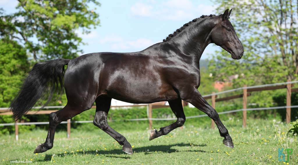 Dutch Warmblood - Most Expensive Horse Breeds In The World