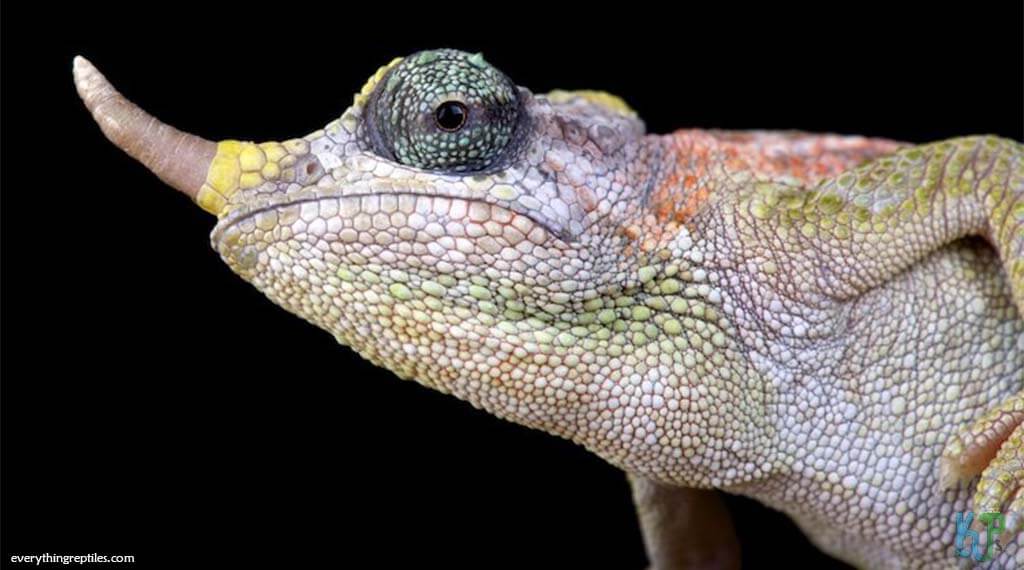 Dwarf Jackson’s - Best Pet Chameleon Types for Reptile Lovers