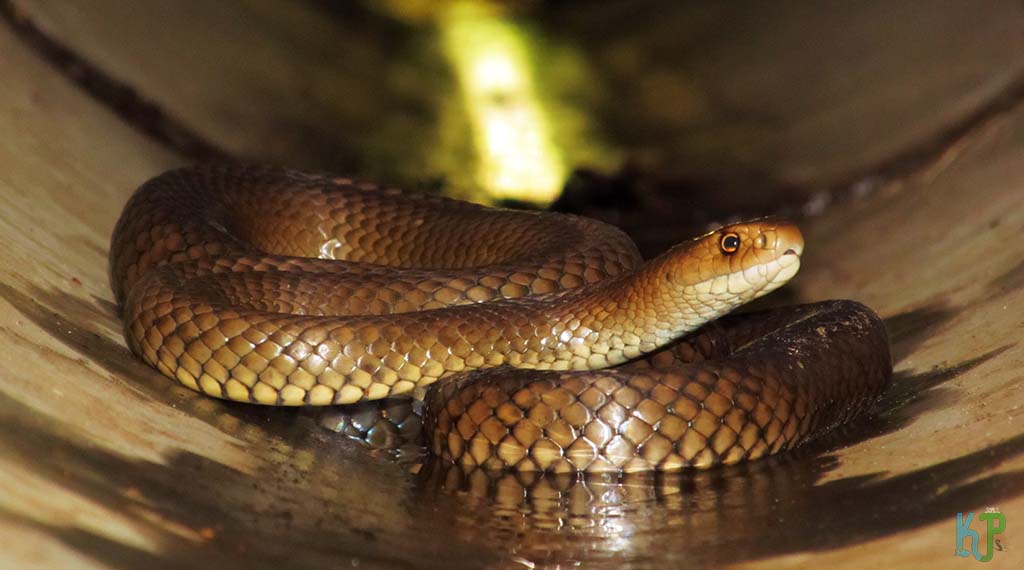 Eastern Brown Snake (Pseudonaja Textilis) - Most Venomous Snakes