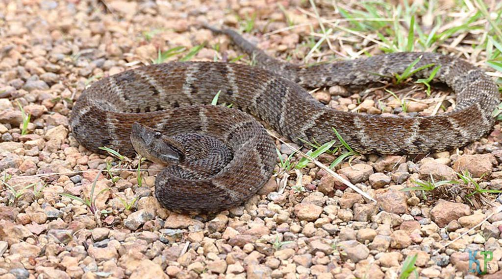 Fer-De-Lance (Bothrops Asper) - Most Venomous Snakes