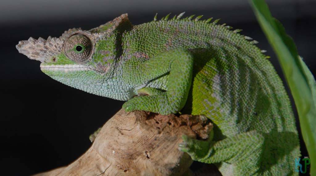 Fischer’s - Best Pet Chameleon Types for Reptile Lovers