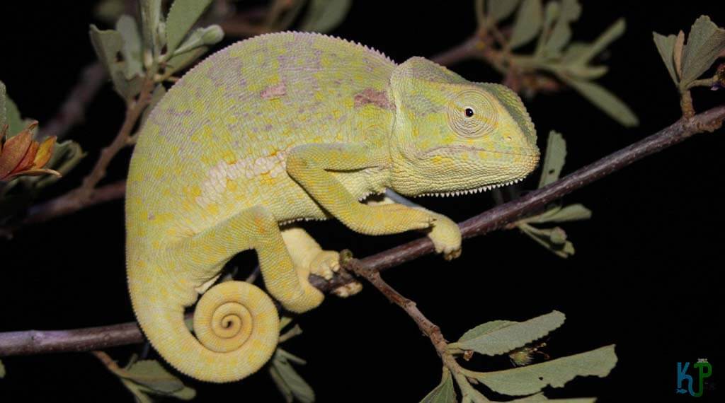 Flap-Necked - Best Pet Chameleon Types for Reptile Lovers