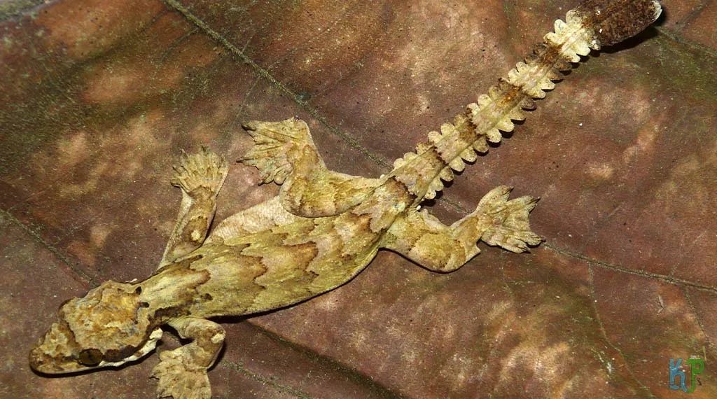 Top 15 Best Pet Gecko Types For Reptile Lovers Flying Gecko - Best Pet Gecko Types for Reptile Lovers