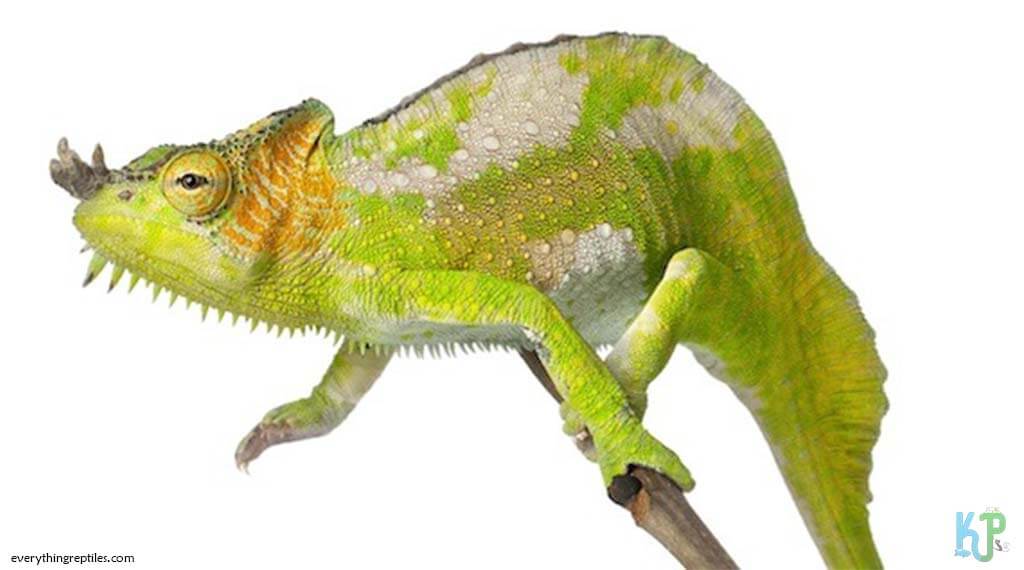 Four-Horned - Best Pet Chameleon Types for Reptile Lovers