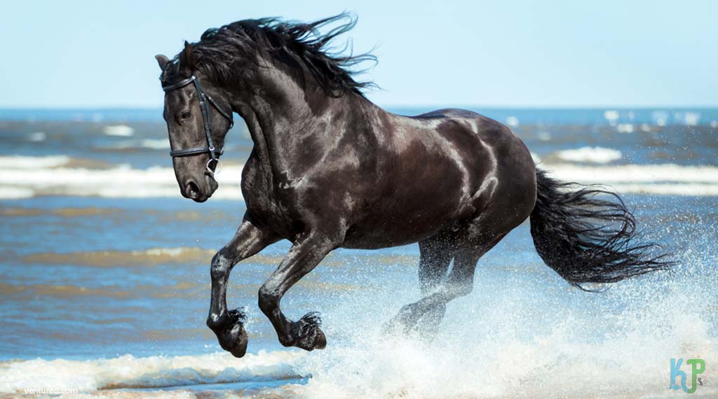 Friesian - Most Expensive Horse Breeds In The World