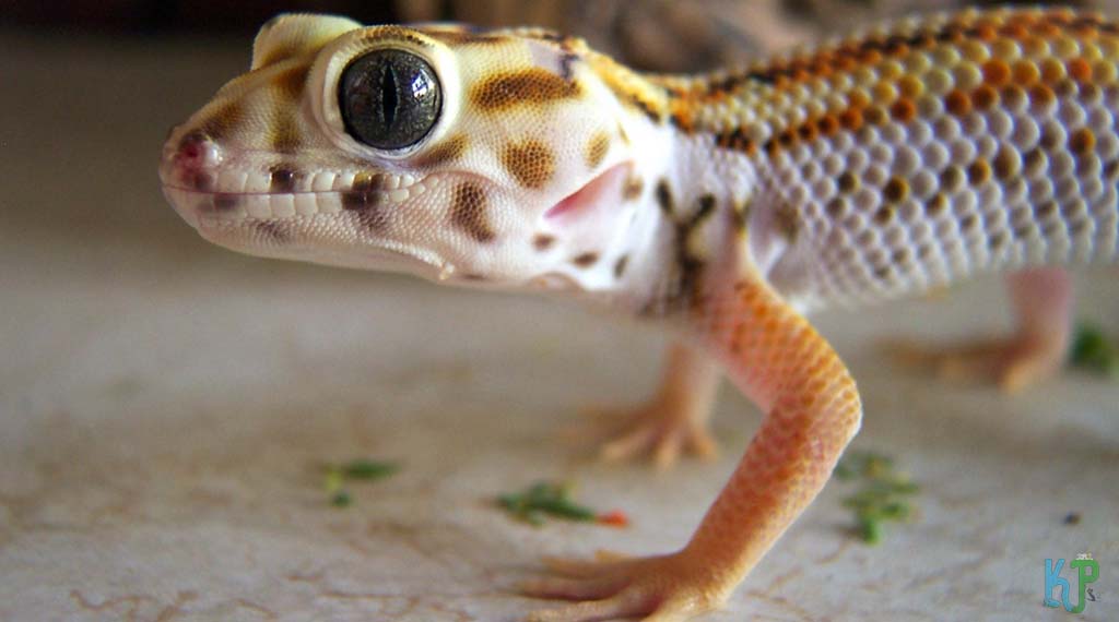 Frog-Eyed Gecko - Best Pet Gecko Types for Reptile Lovers