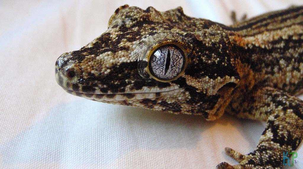 Gargoyle Gecko - Best Pet Gecko Types for Reptile Lovers
