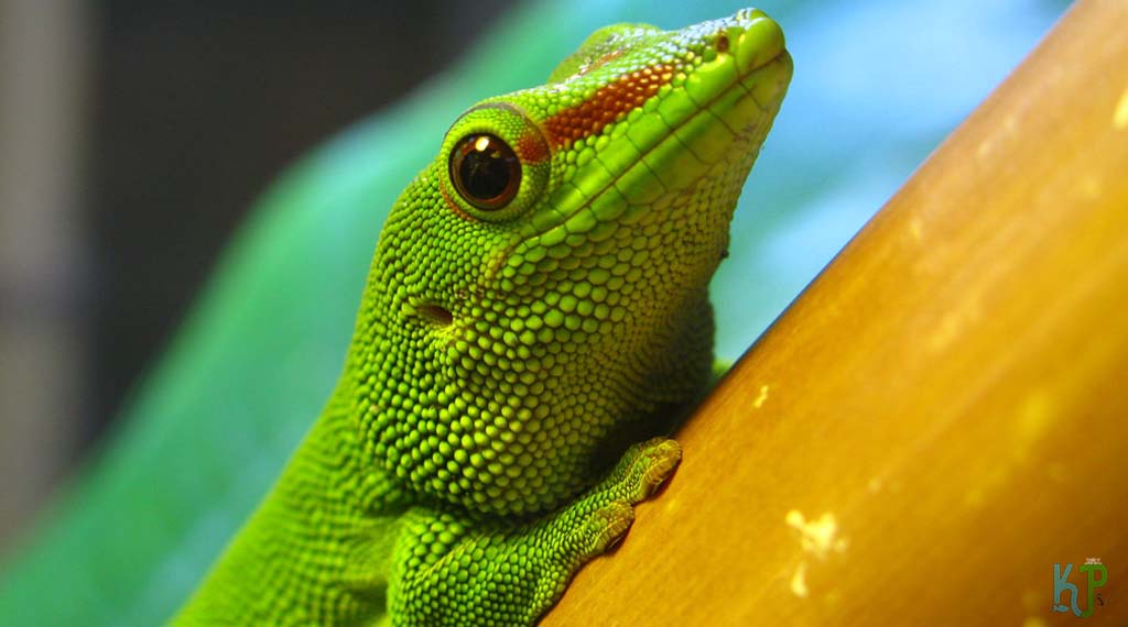 Giant Day Gecko - Best Pet Gecko Types for Reptile Lovers