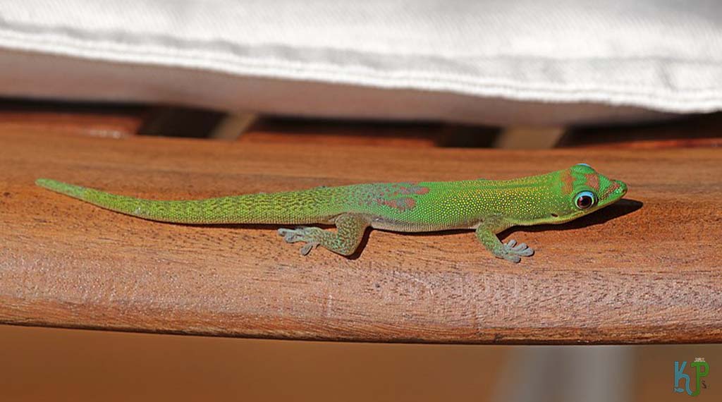 Gold Dust Day Gecko - Best Pet Gecko Types for Reptile Lovers
