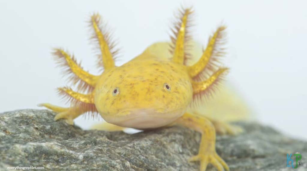 Golden Albino - Types of Axolotl Morphs and Their Stunning Colors
